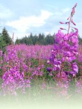 Fireweed in field
